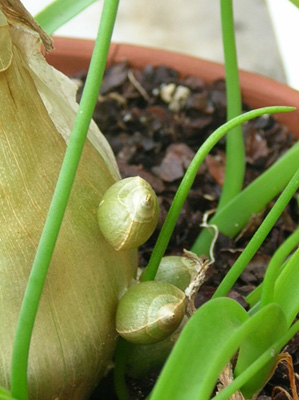 Bulbils on Bulb