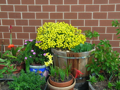 basket of gold container blooming in may with golden fairy lily, aztec lily, osteospermum, gerber daisy, and amaryllis