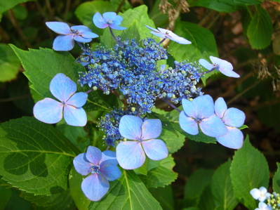 blue lace cap hydrangea