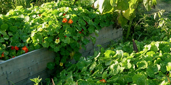 nasturtium flowing over beds