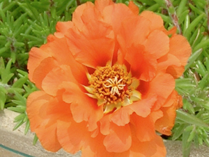 ruffled orange moss rose