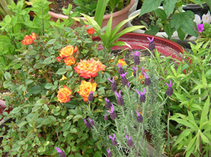 ring of fire and lavander in may