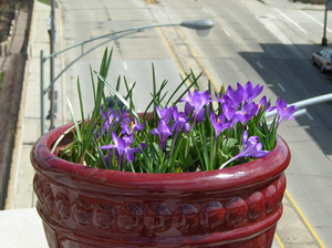 small oxblood planter with tommy crocus