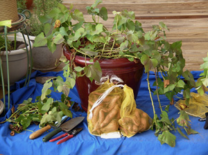 harvesting container sweet taters