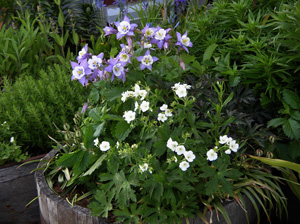 geranium maculatum album and aquilegia origami blue & white