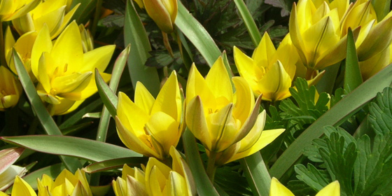 tulipa tarda and titty's star with geranium leaves