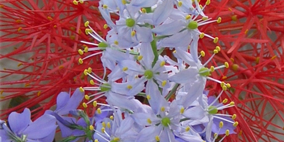 camassia scilloides, phlox divaricata, scadoxus multiflorus