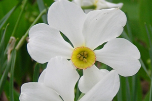 heirloom daffodil at evanston lighthouse