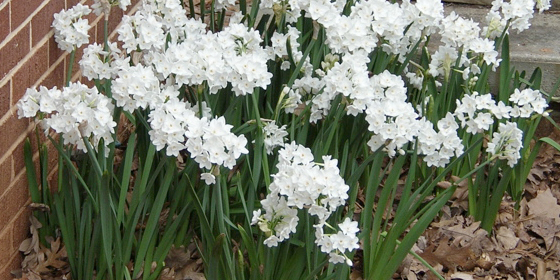 narcissus galilee at estee's