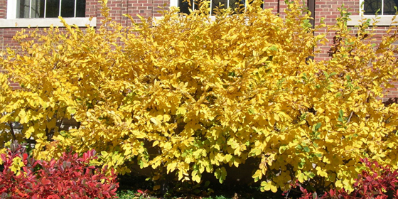 witch hazel fall color