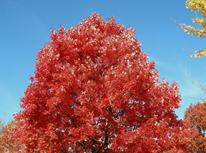 red maple fall foliage