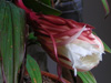 mrs ruth's night blooming cereus