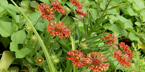 gaillardia frenzy and sweet tater foliage