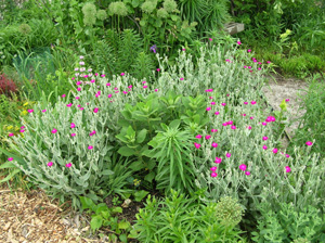 lychnis coronaria blooms