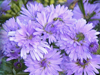 aster milka