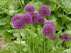 allium purple sensation