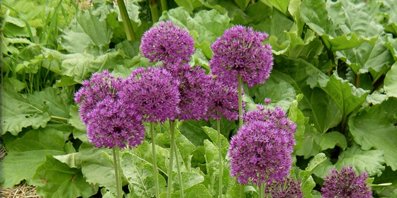 allium purple sensation