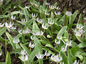 erythronium albidum mass