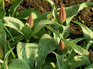 tulipa casa grande