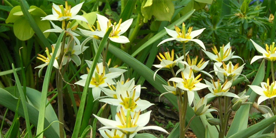 tulipa turkestanica