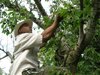 picking hedelfingens