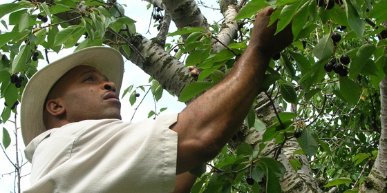 picking hedelfingen cherries