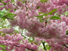 kwanzan cherry flowers