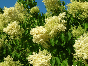 syringa reticulata flowers