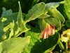 cerinthe atropurpurea