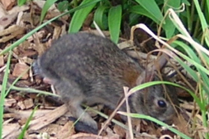 baby rabbit at james park