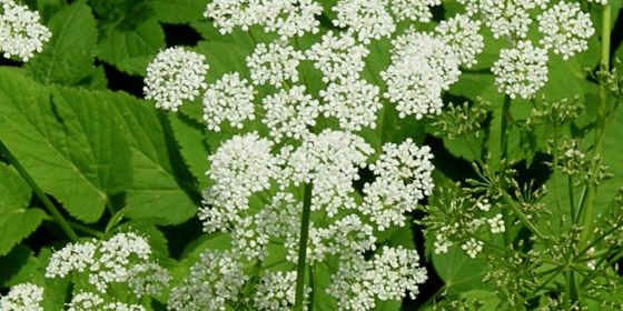 aegopodium podagraria flowering