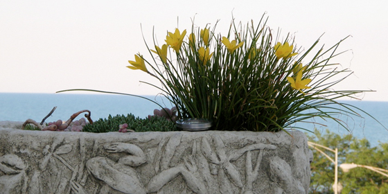 z. flavissima in california concrete planter