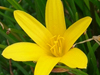 zephyranthes flavissima