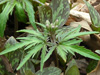 toothwort budding