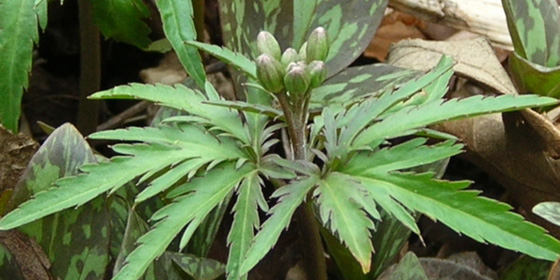 toothwort budding