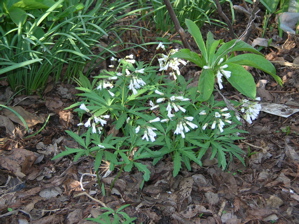 toothwort clump