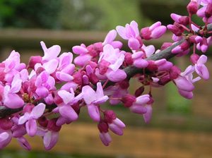 redbud flowers