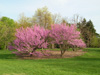 redbuds at morton arboretum