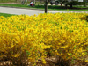 forsythia hedge at northwestern