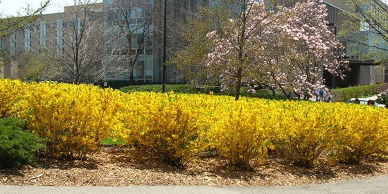 forsythia hedge