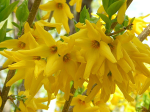 forsythia flowers