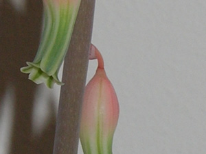 gasteria flowers