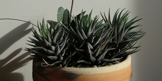 gasteria and haworthia pot