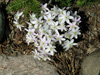 hepatica in bloom