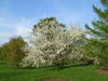 crabapple at morton arboretum