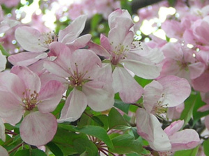 crabapple flowers