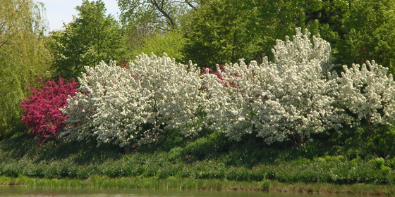 crabapples at cbg basin