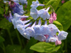 virginia bluebells