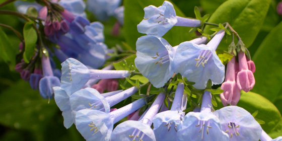 bluebell flowers