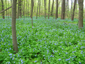 bluebell field